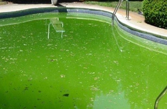 Pool Algae Prevention & Treatment