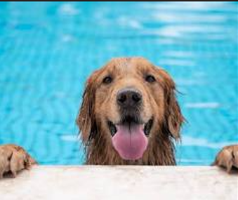 Dogs in Your Swimming Pool: How to Remove Hair, Oils, and Protect Your Pool Pump & Filter